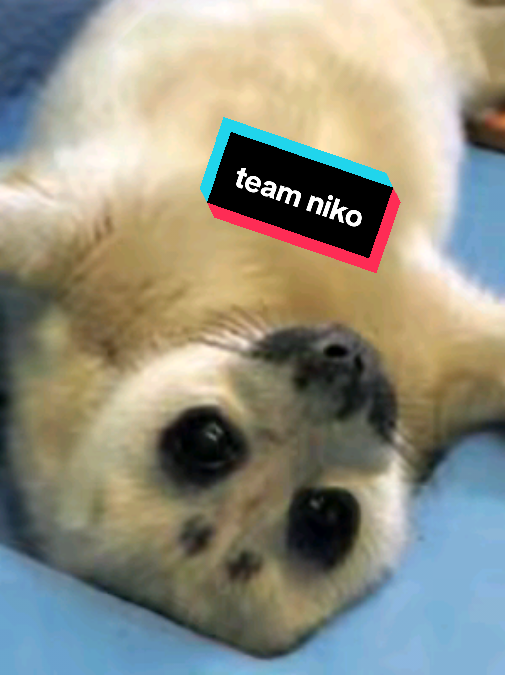 @🩷🎀 seal 🦭🩷
