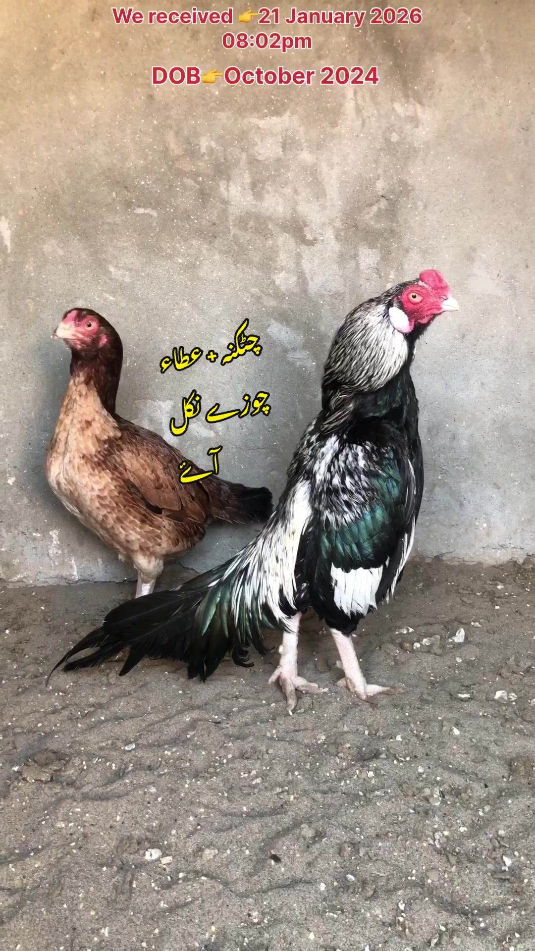 @Poultry Markaz