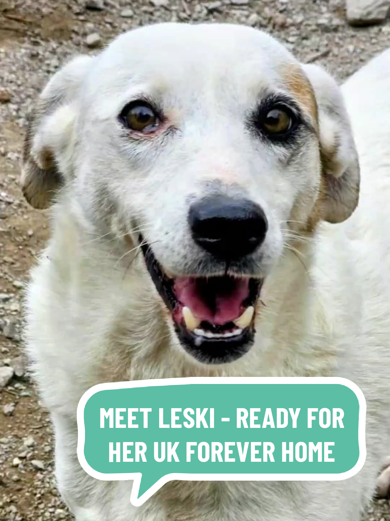 @Greek Animal Rescue