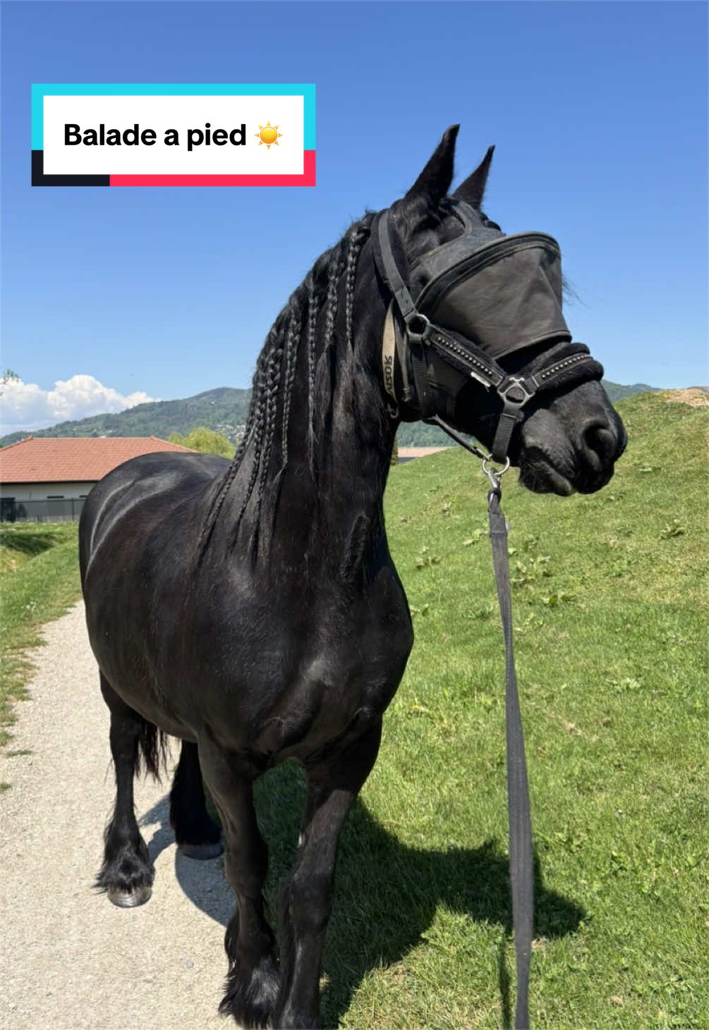 @mon poney pie