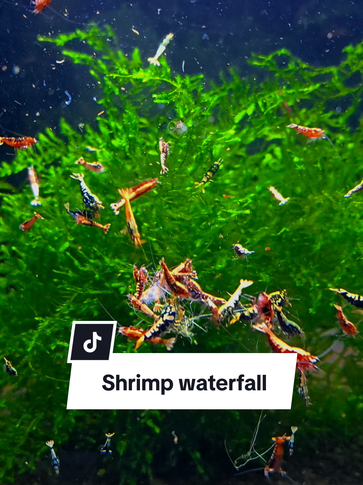 @SomersetShrimpShack