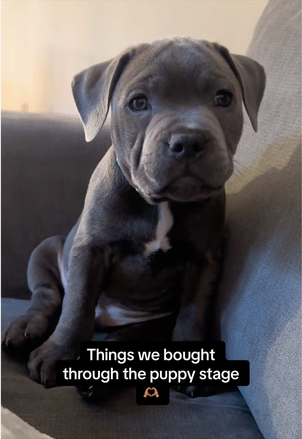 @Zeus the Blue Staffy⚡️