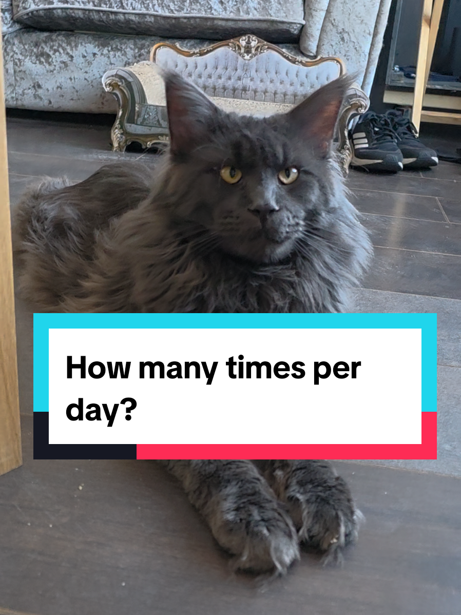 @Paws and Claws