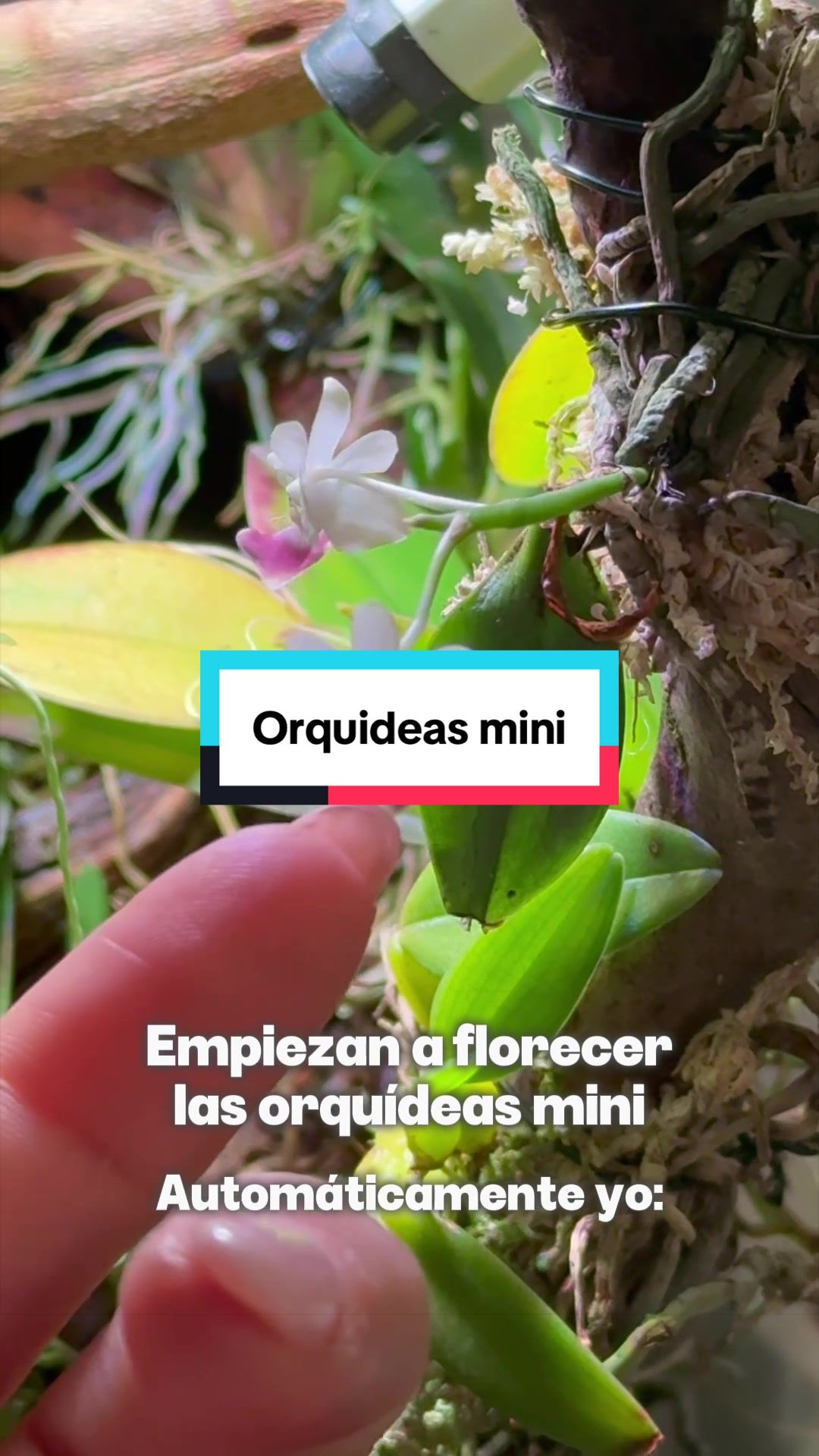 @🌱 En Abril Hojas Mil 🌱