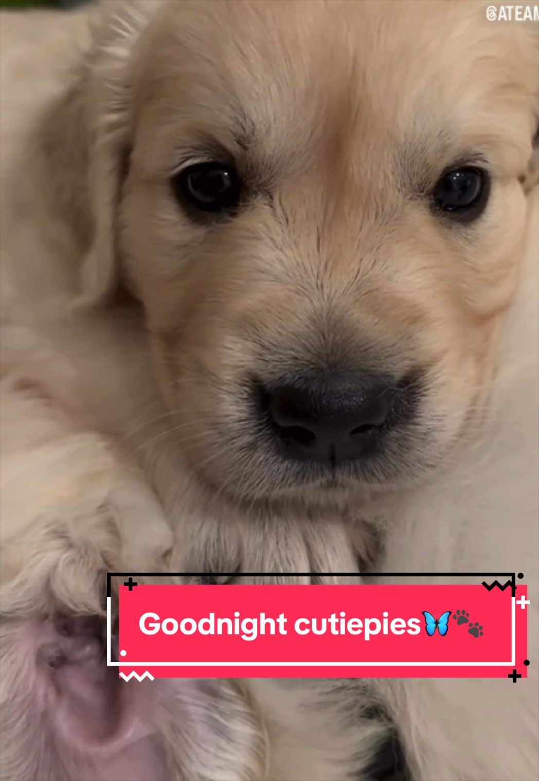 @Ateam Goldens