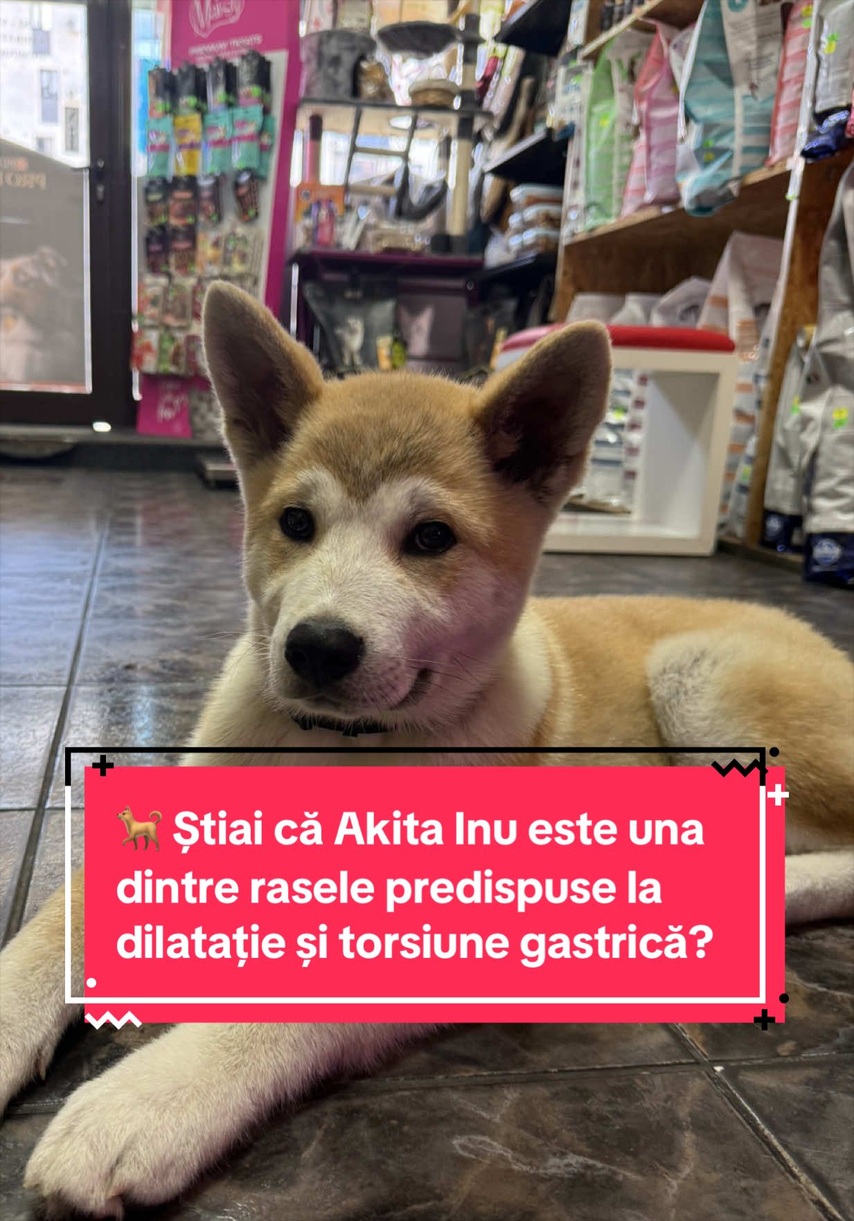 @Ecco-Vet by Dr. Diana Oprea