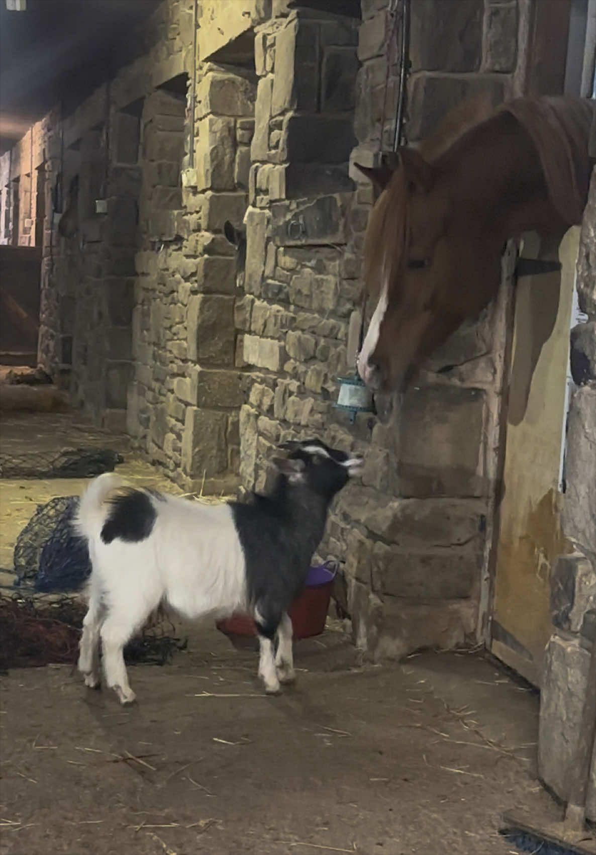 @thekhansarabianstudfarm