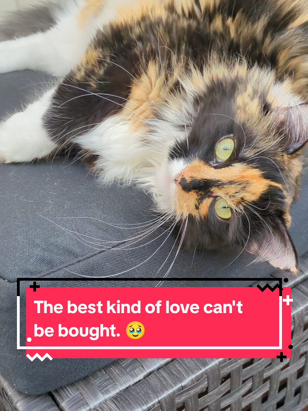 @The Cutest Cats Ever