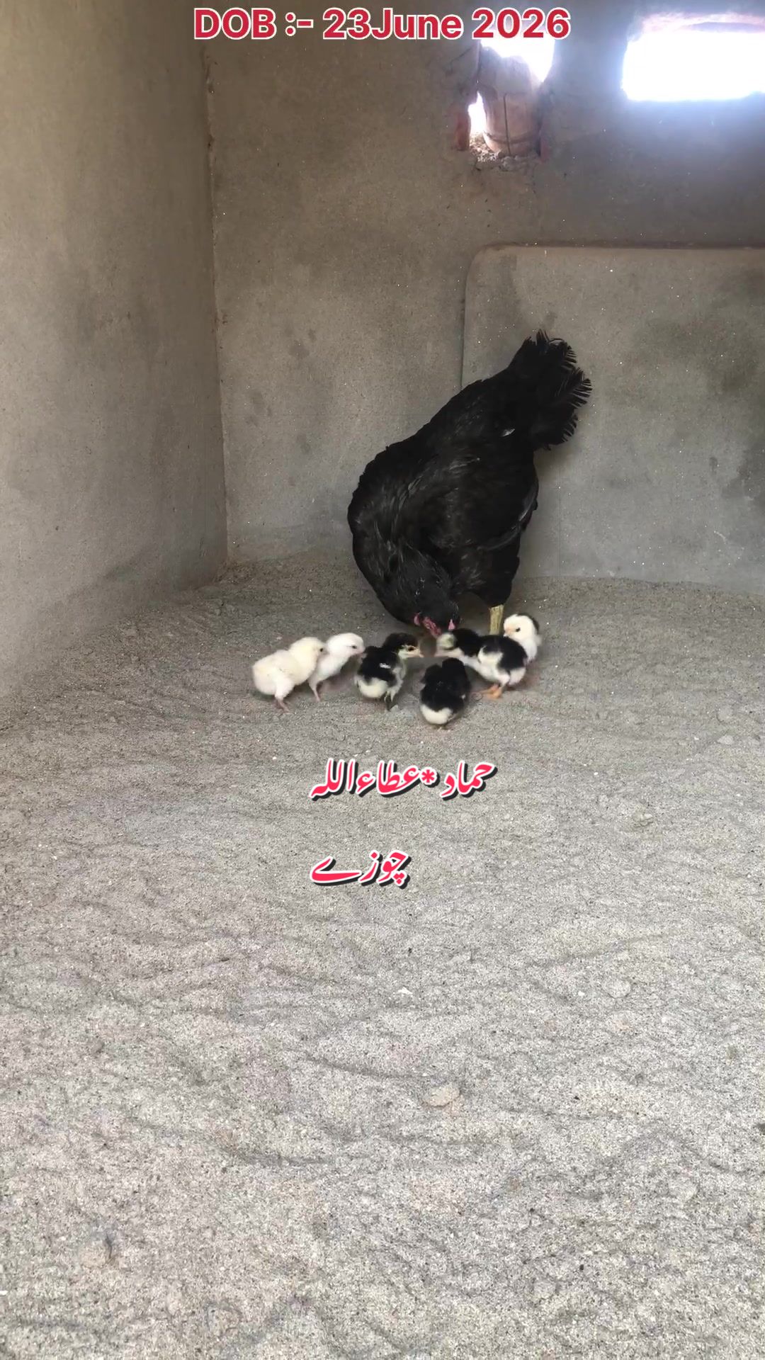 @Poultry Markaz