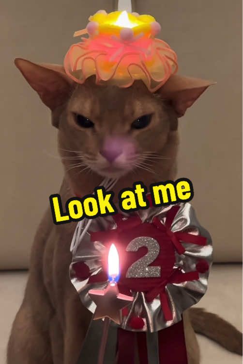 @DIY kitten