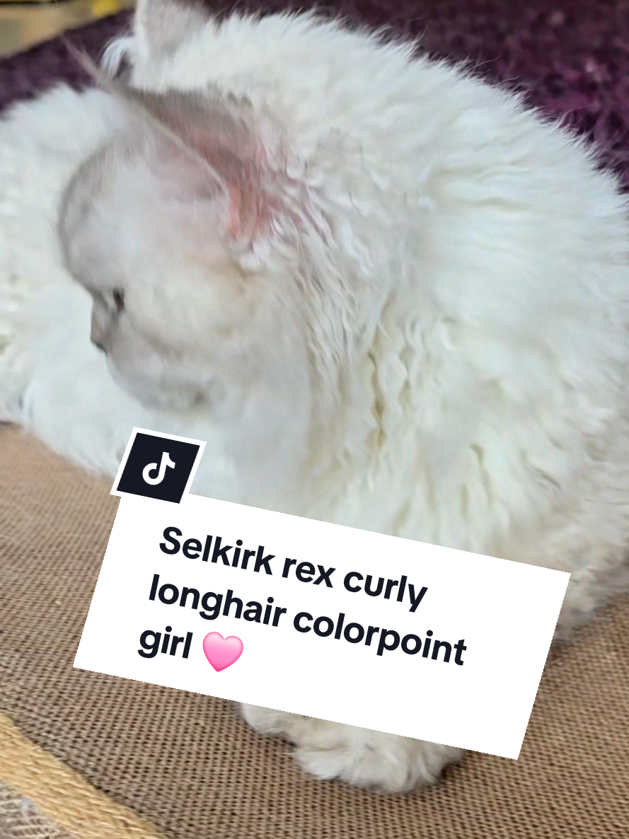 @Blue Sapphire Cats Cattery