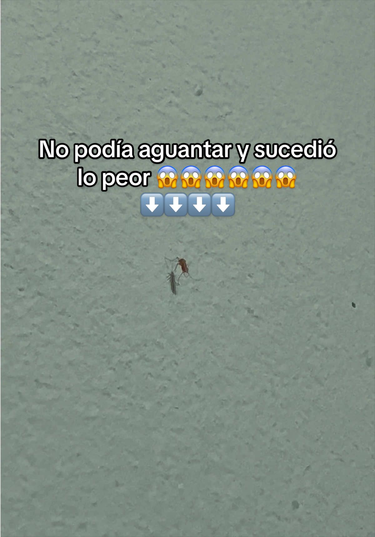 @EL ASTURIANO