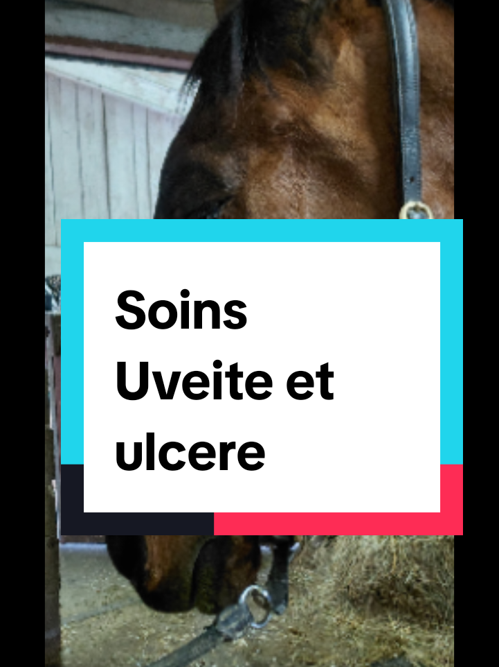 @Le Journal D'un Cheval & Cie