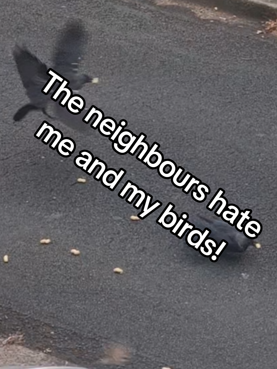 @Notorious Dan