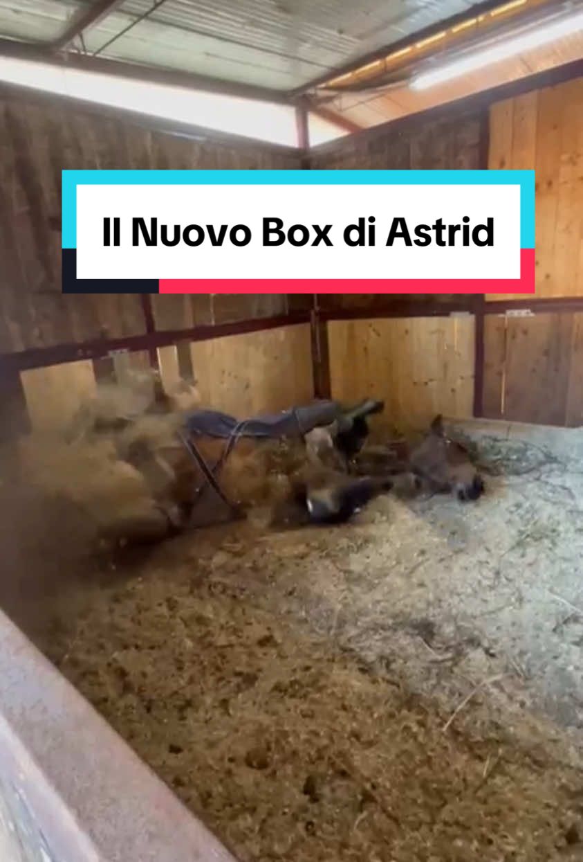 @Lapi Nicol Hr 🇮🇹