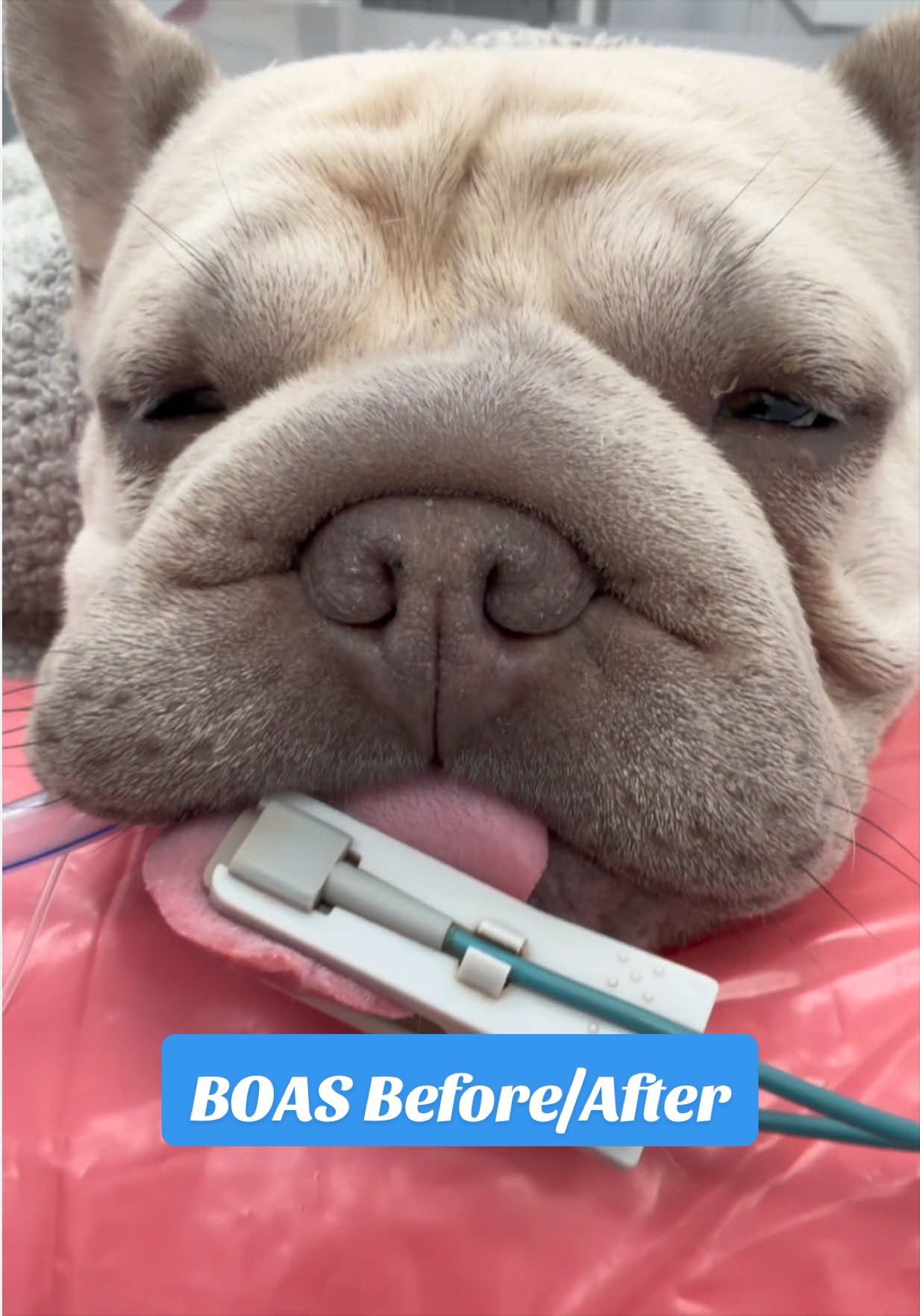 @Tomasthevet