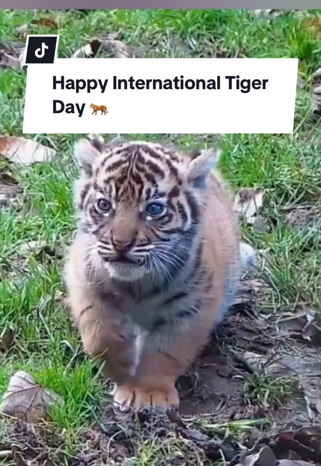 @Animals Travel Adventures