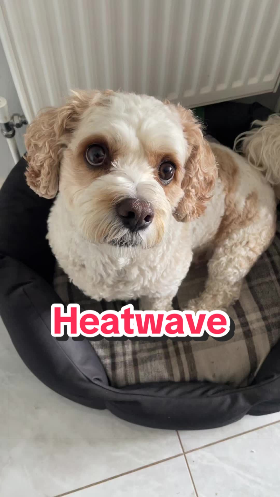 @My Cavachon