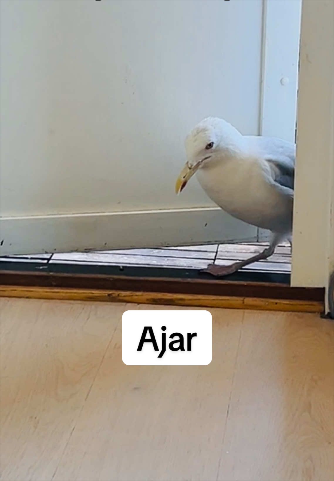 @Winston gull