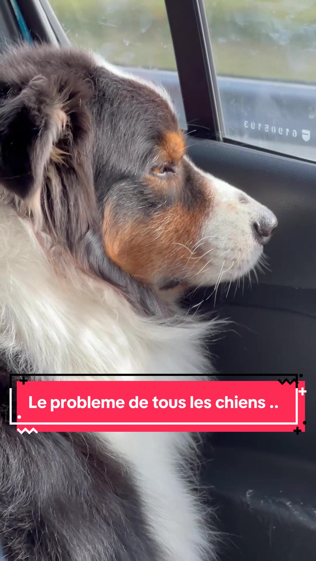 @La meute d’Otone 🐺