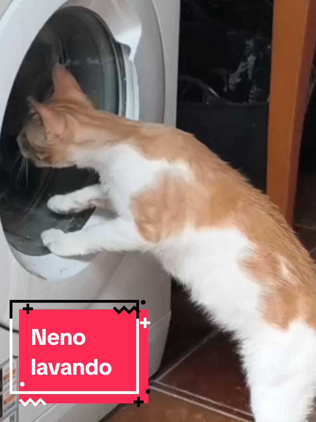@enGatadas