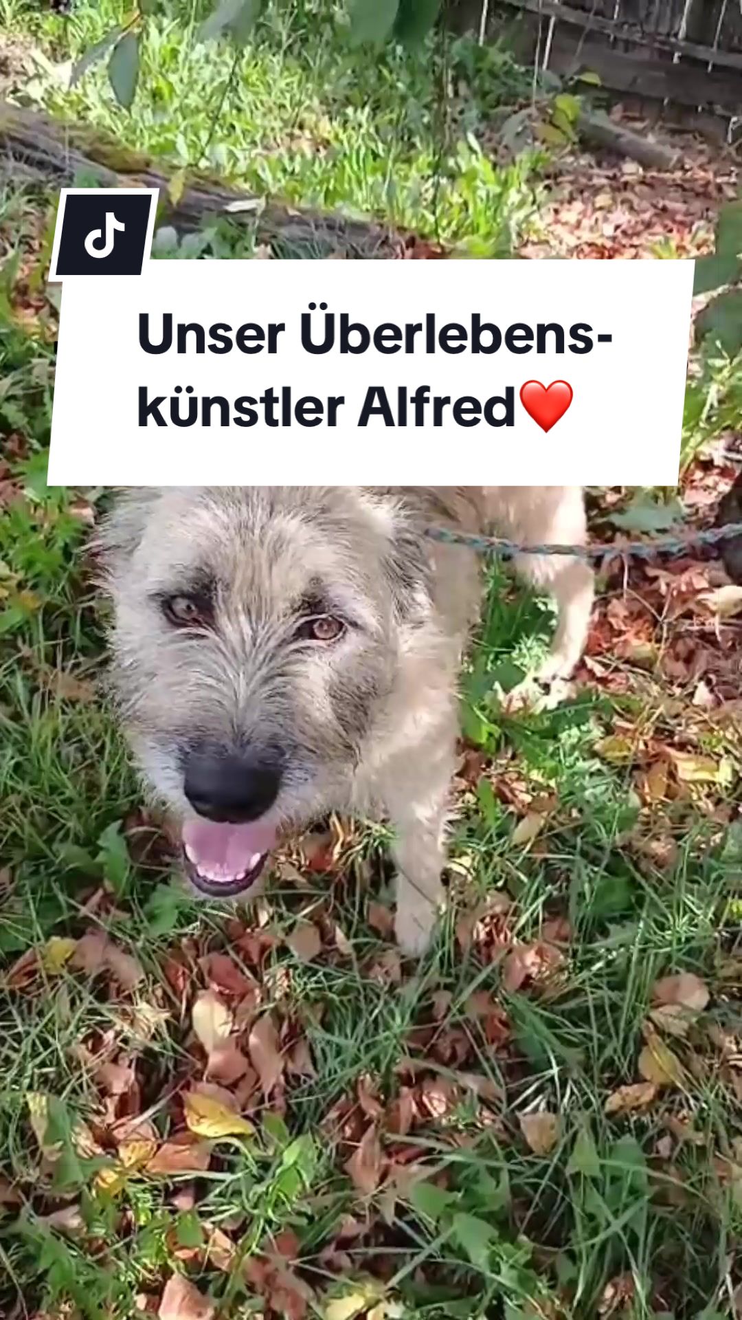 @Ein Herz für Streuner e.V.