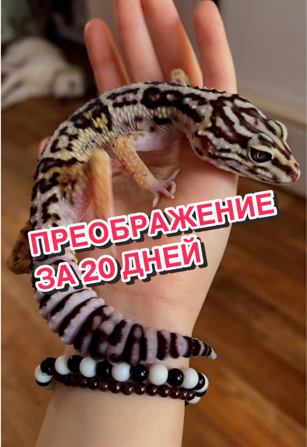 @🦎❤️Геля и питомцы❤️🦎