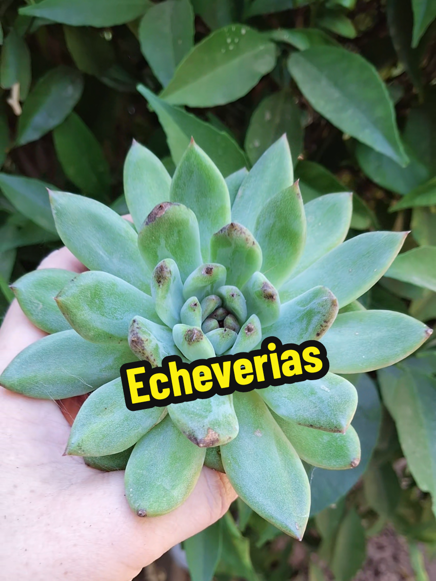 @Succulent_ninja