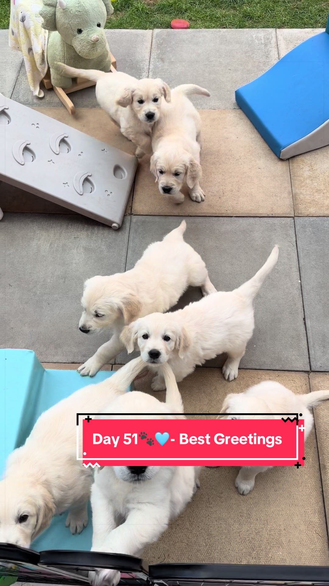 @Ateam Goldens