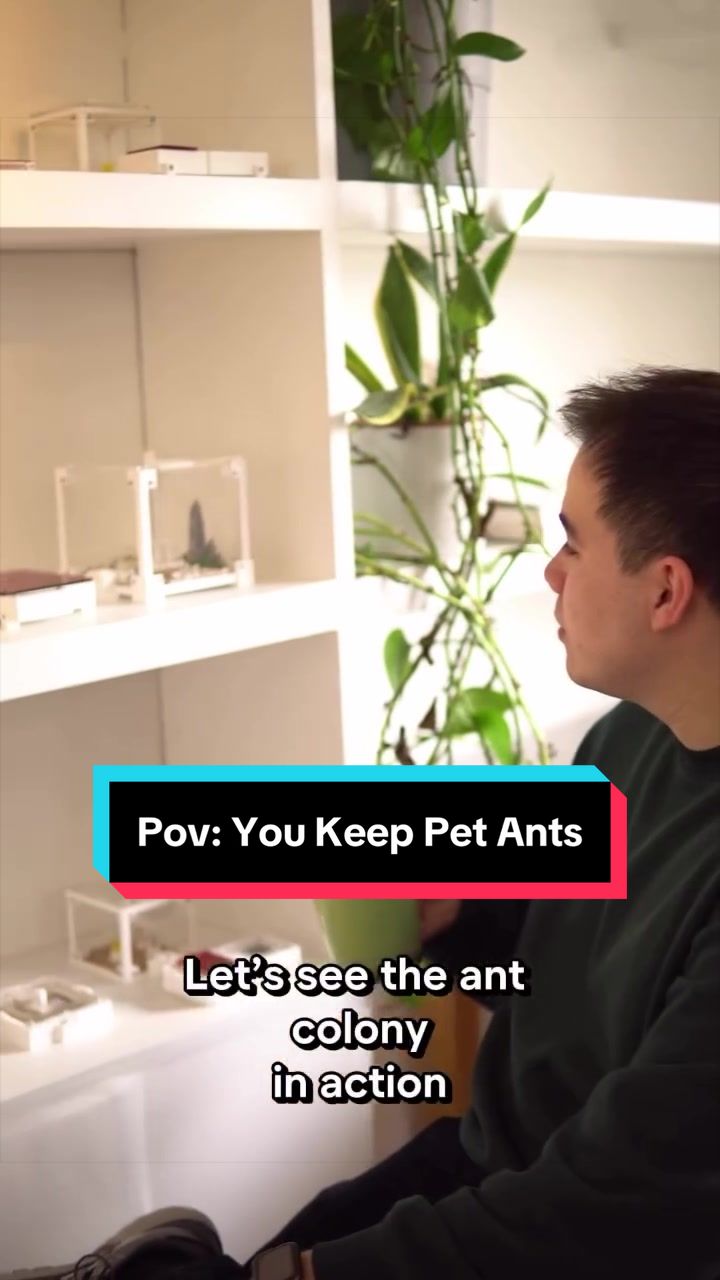 @antshq