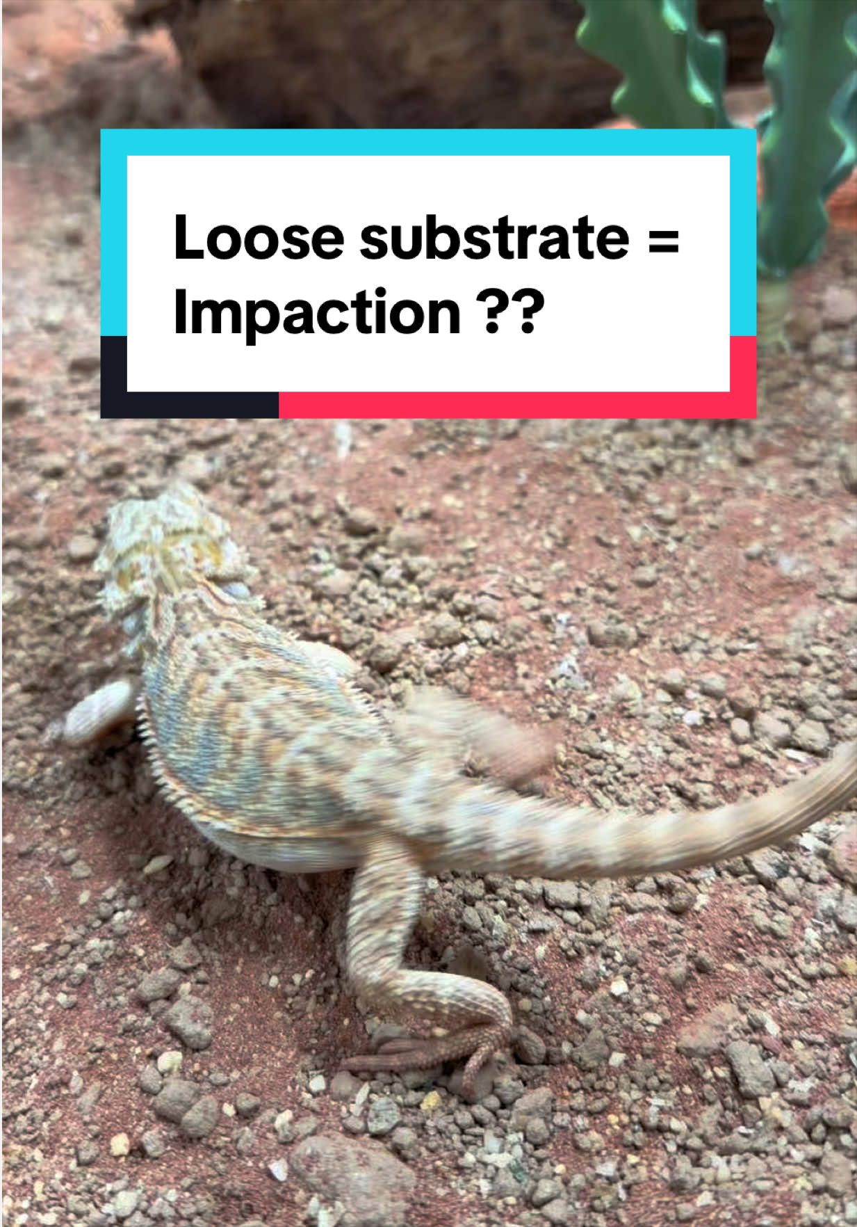 @Reptiles By Post
