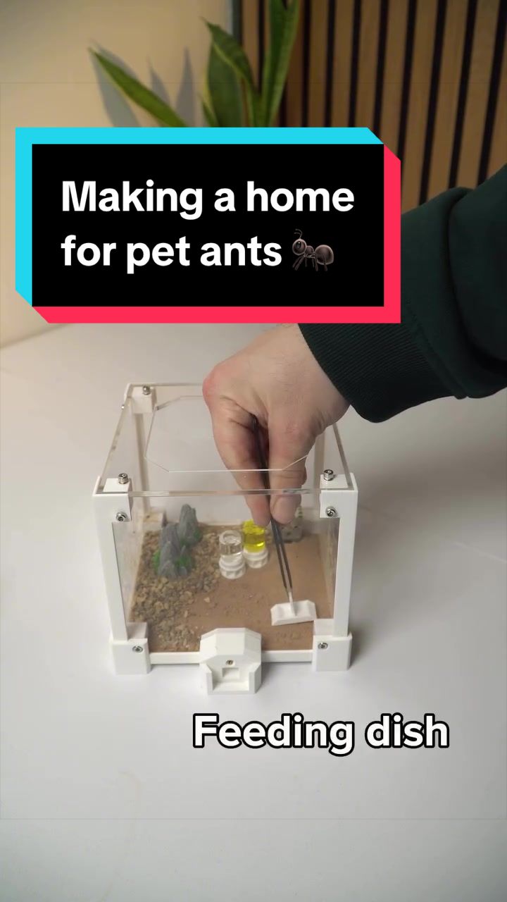 @antshq