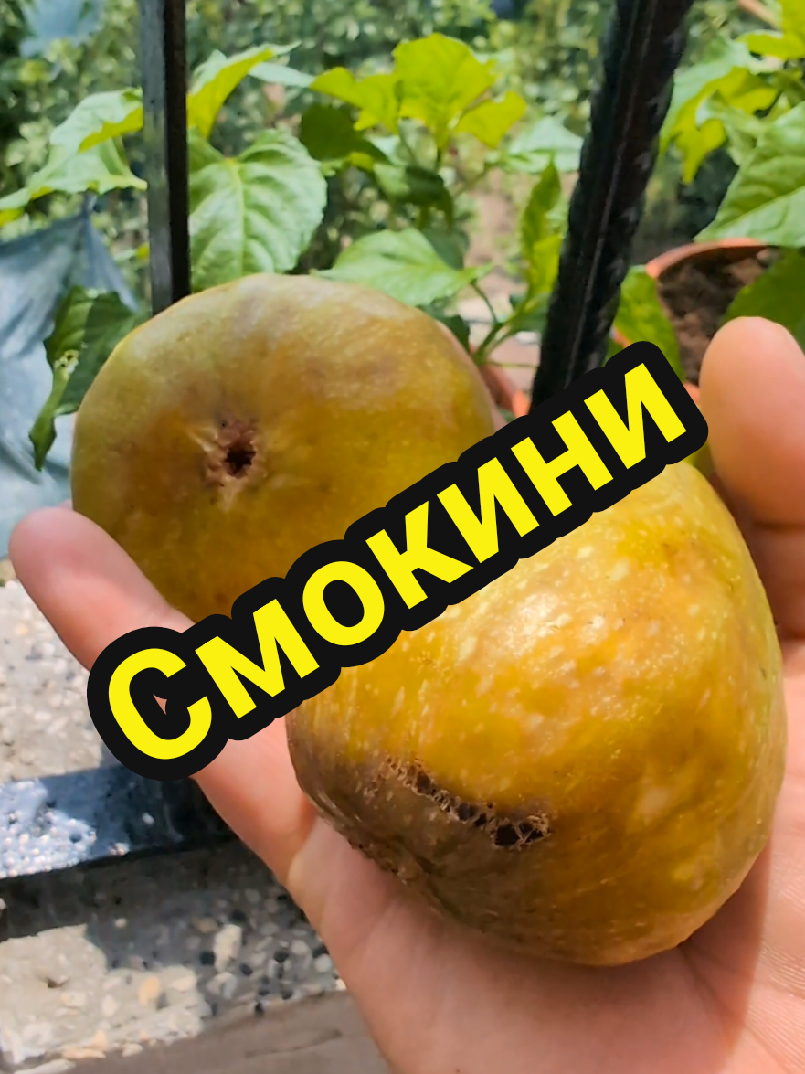 @Valentin B Naumov
