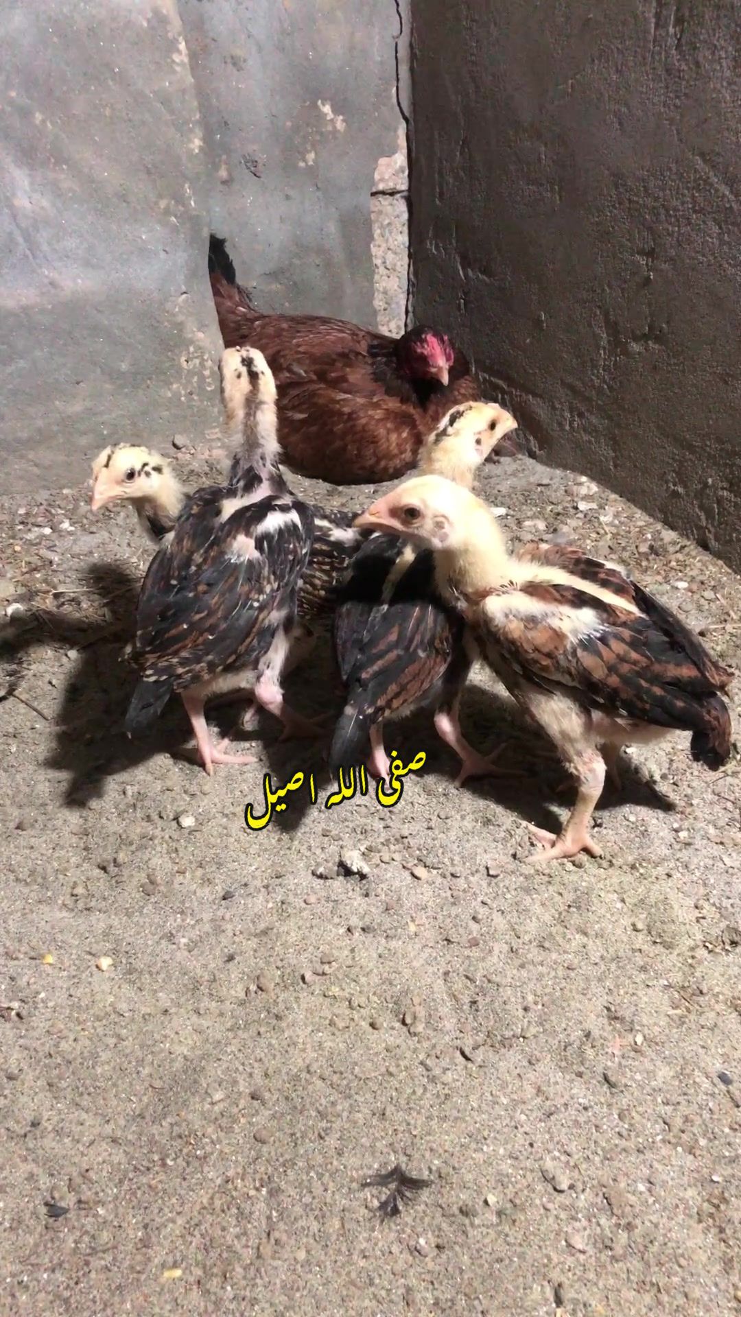 @Poultry Markaz