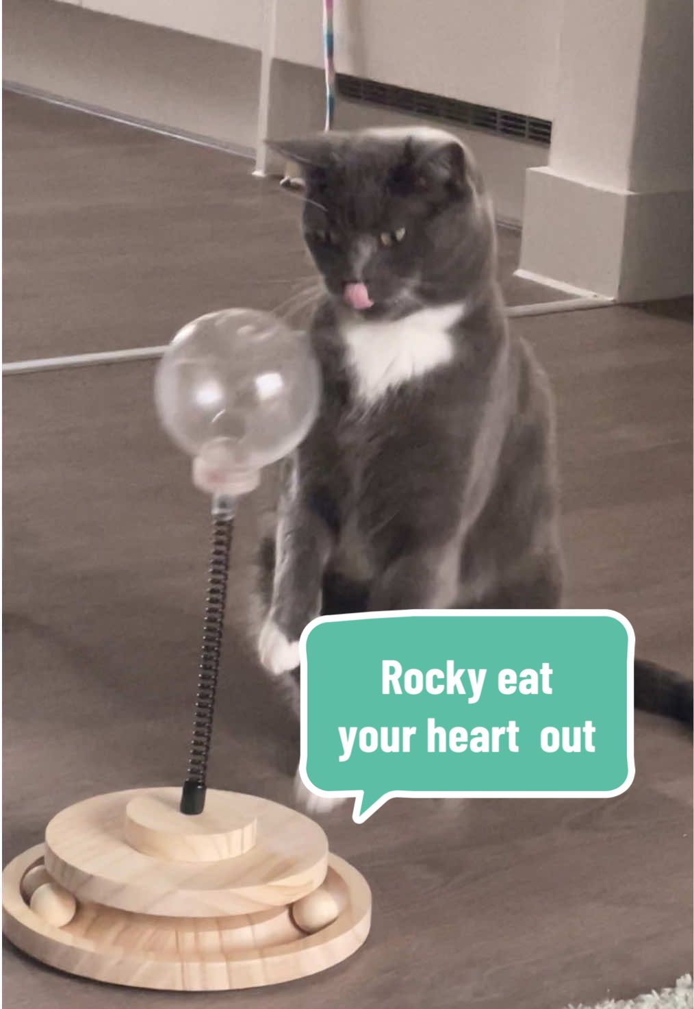 @Simon the Cat