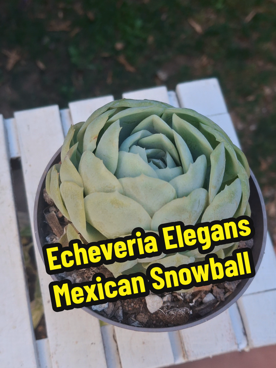 @Succulent_ninja
