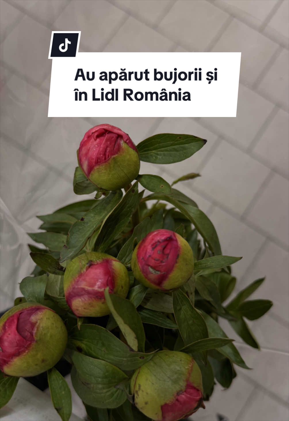 @Ana-Maria Popescu