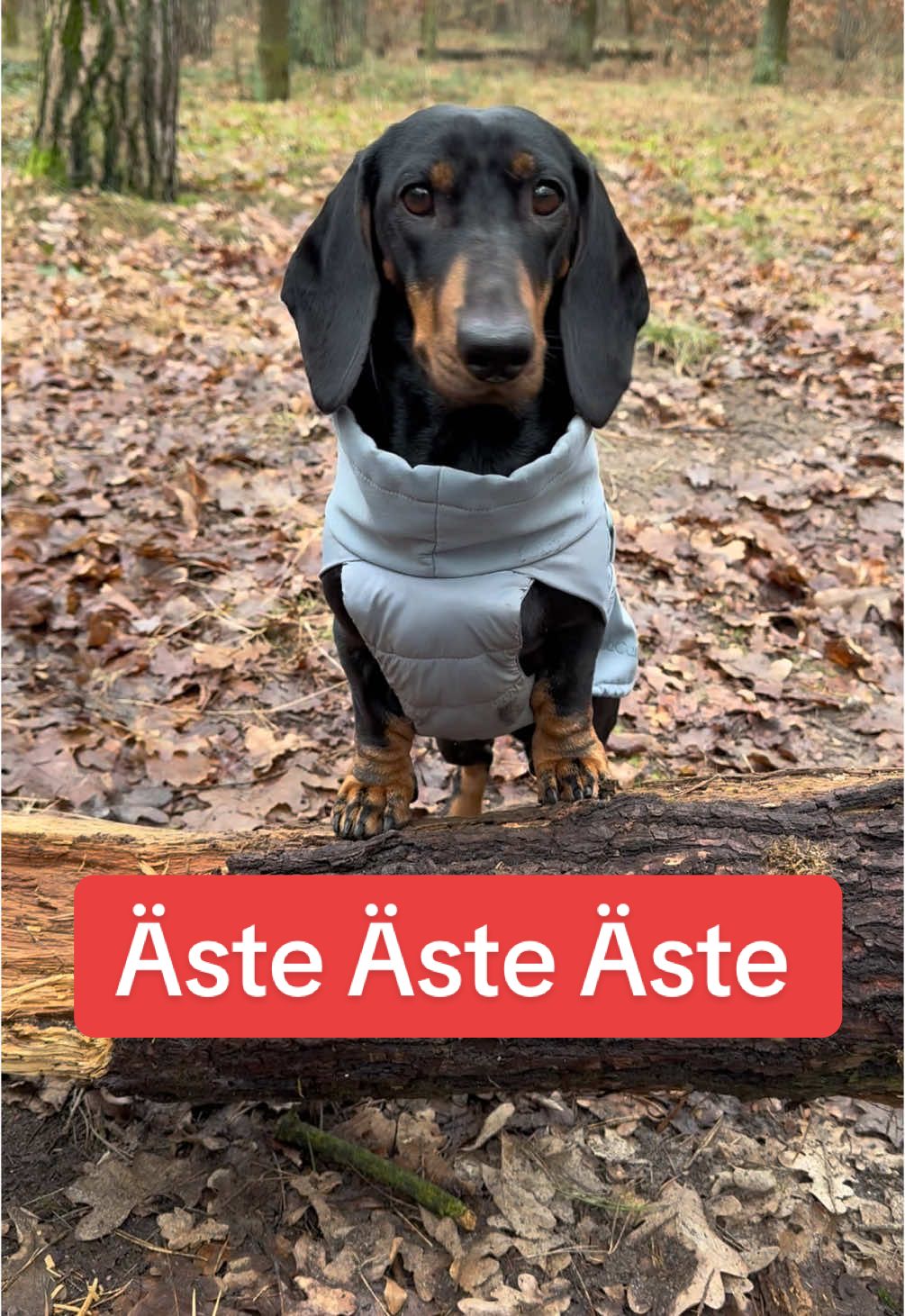 @SausagedogMaja