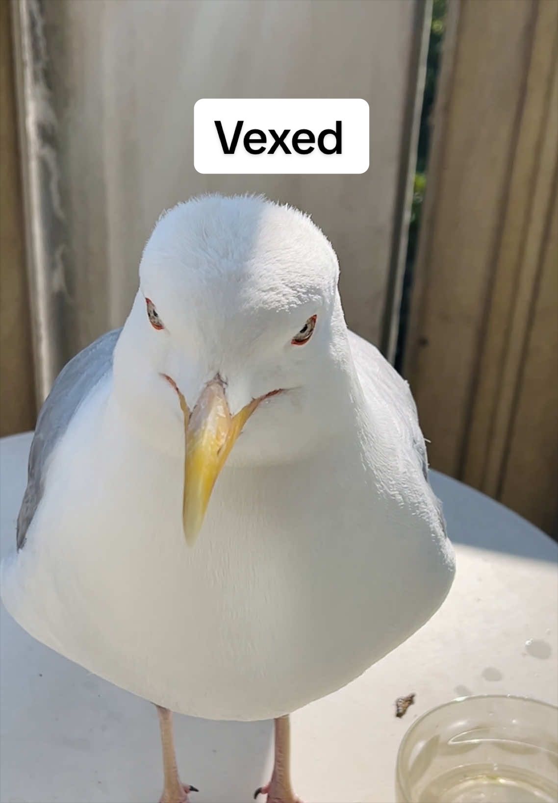 @Winston gull