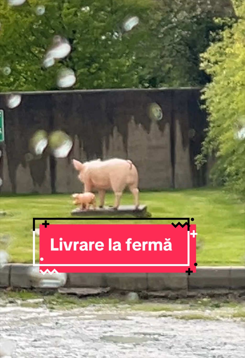 @Paula Păulici