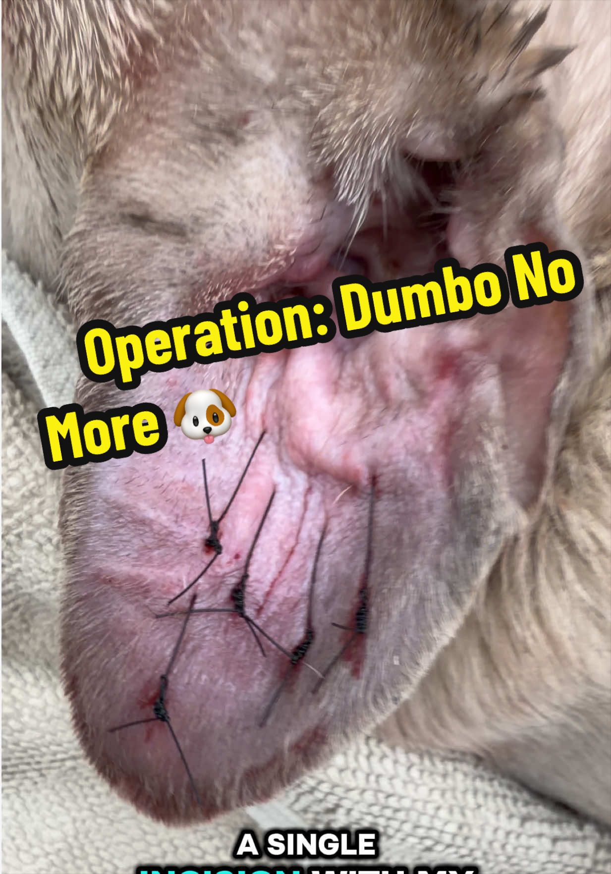 @Tomasthevet