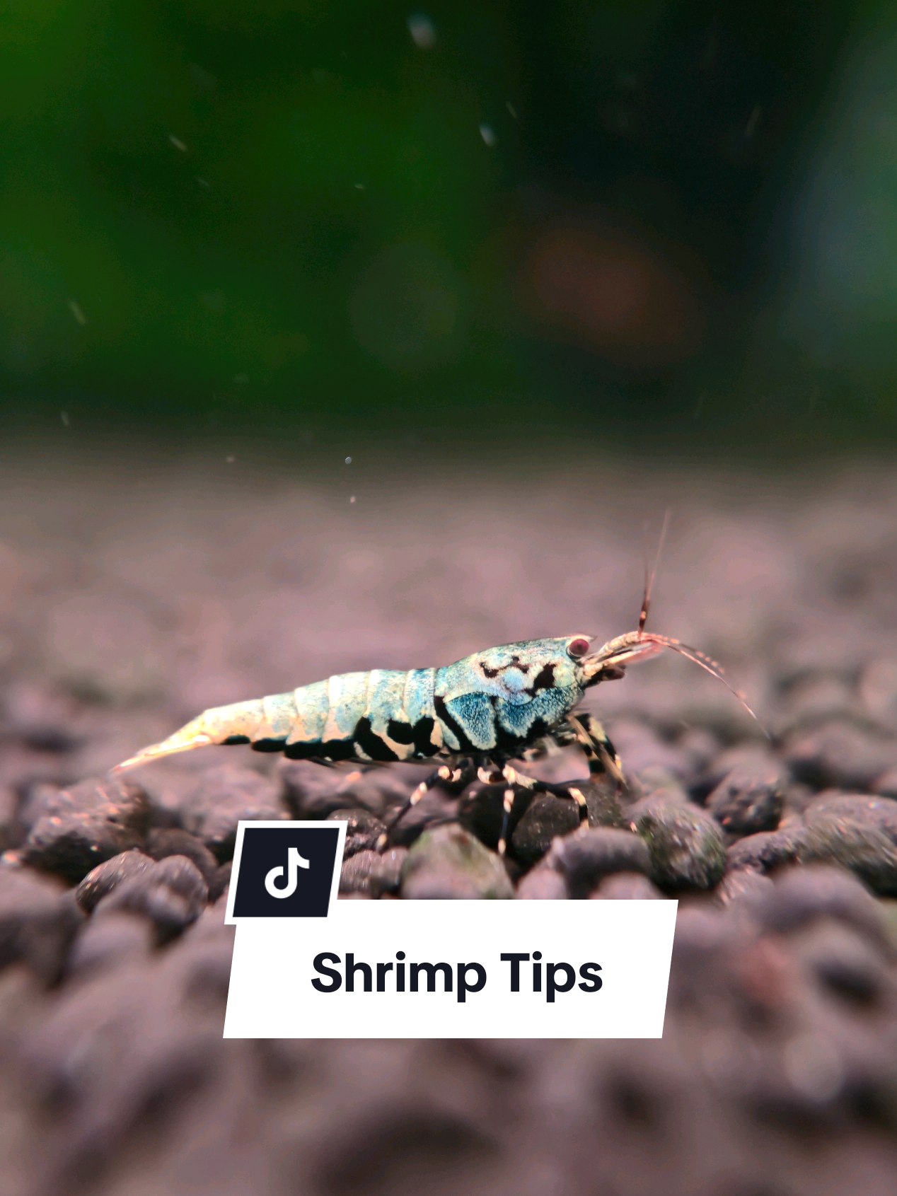@SomersetShrimpShack