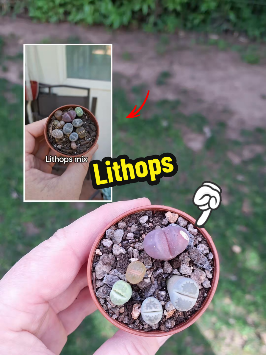 @Succulent_ninja
