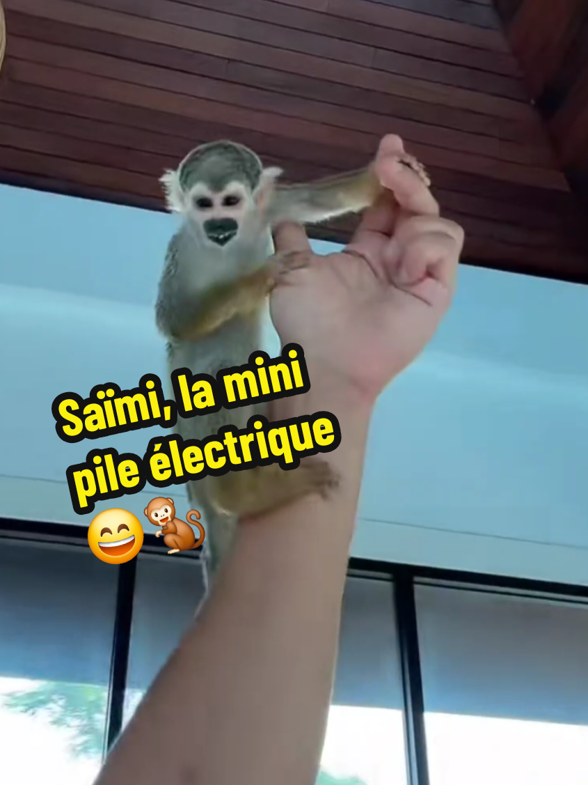 @🐒 HappyBabyMonkey 🐒