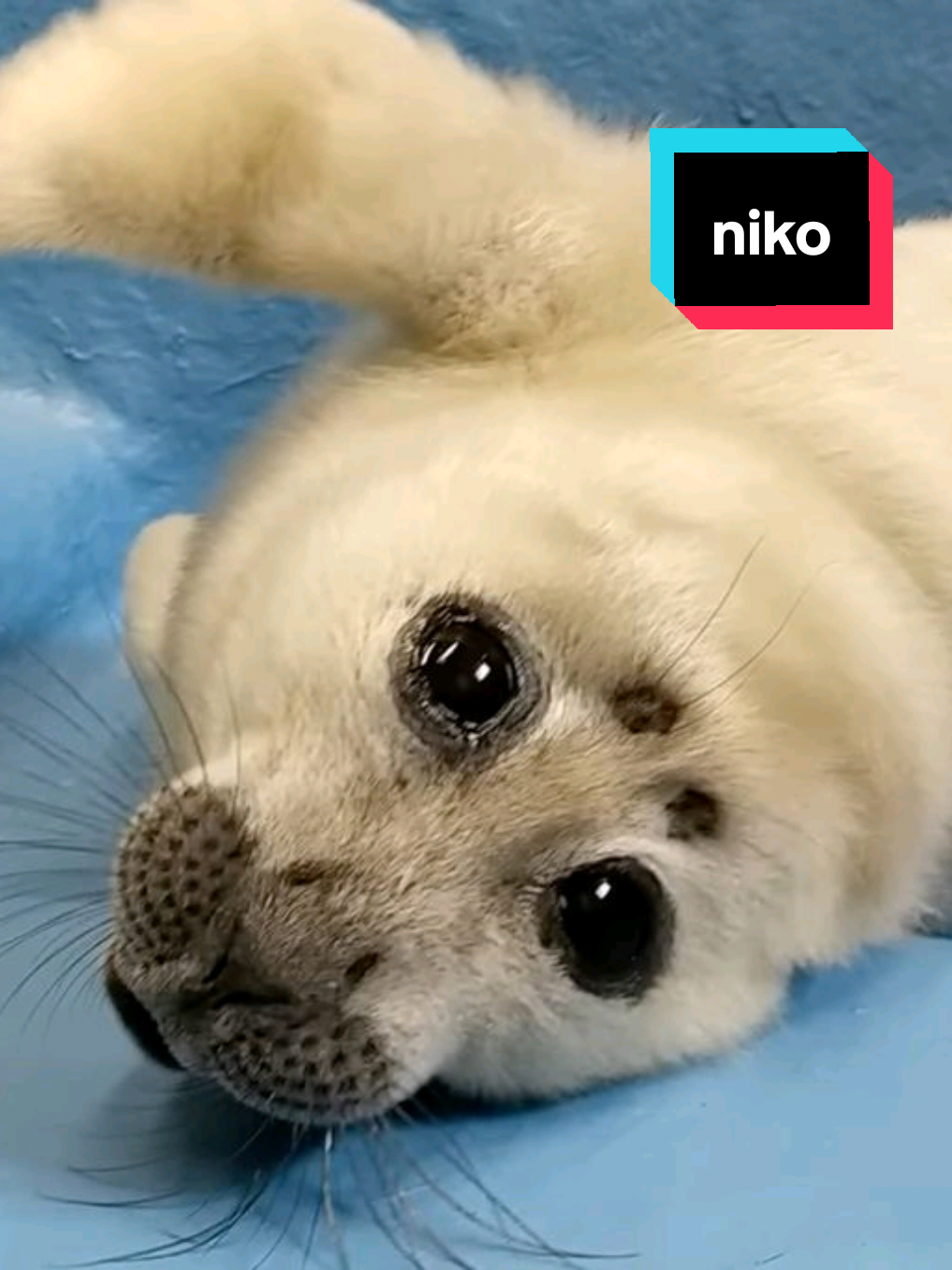 @🩷🎀 seal 🦭🩷