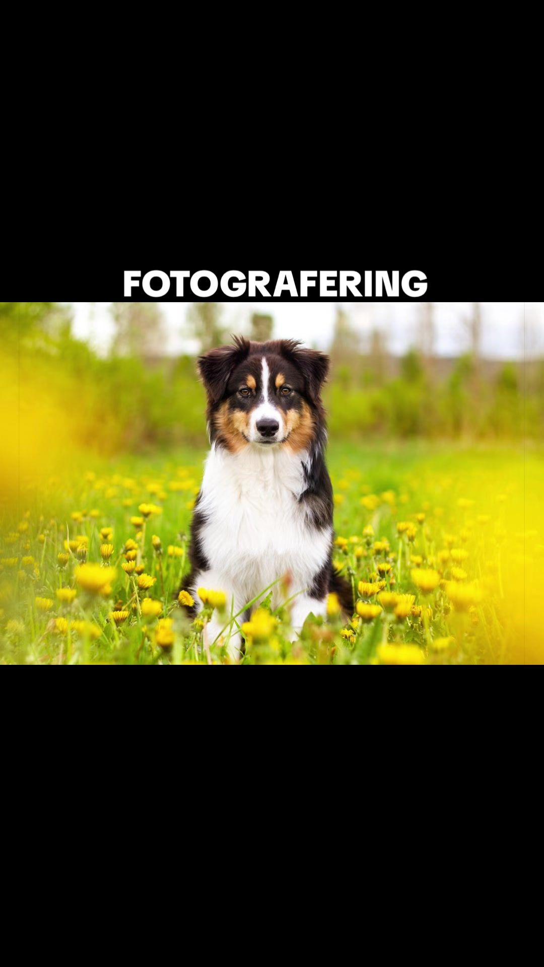 @Vilja - Australian Shepherd