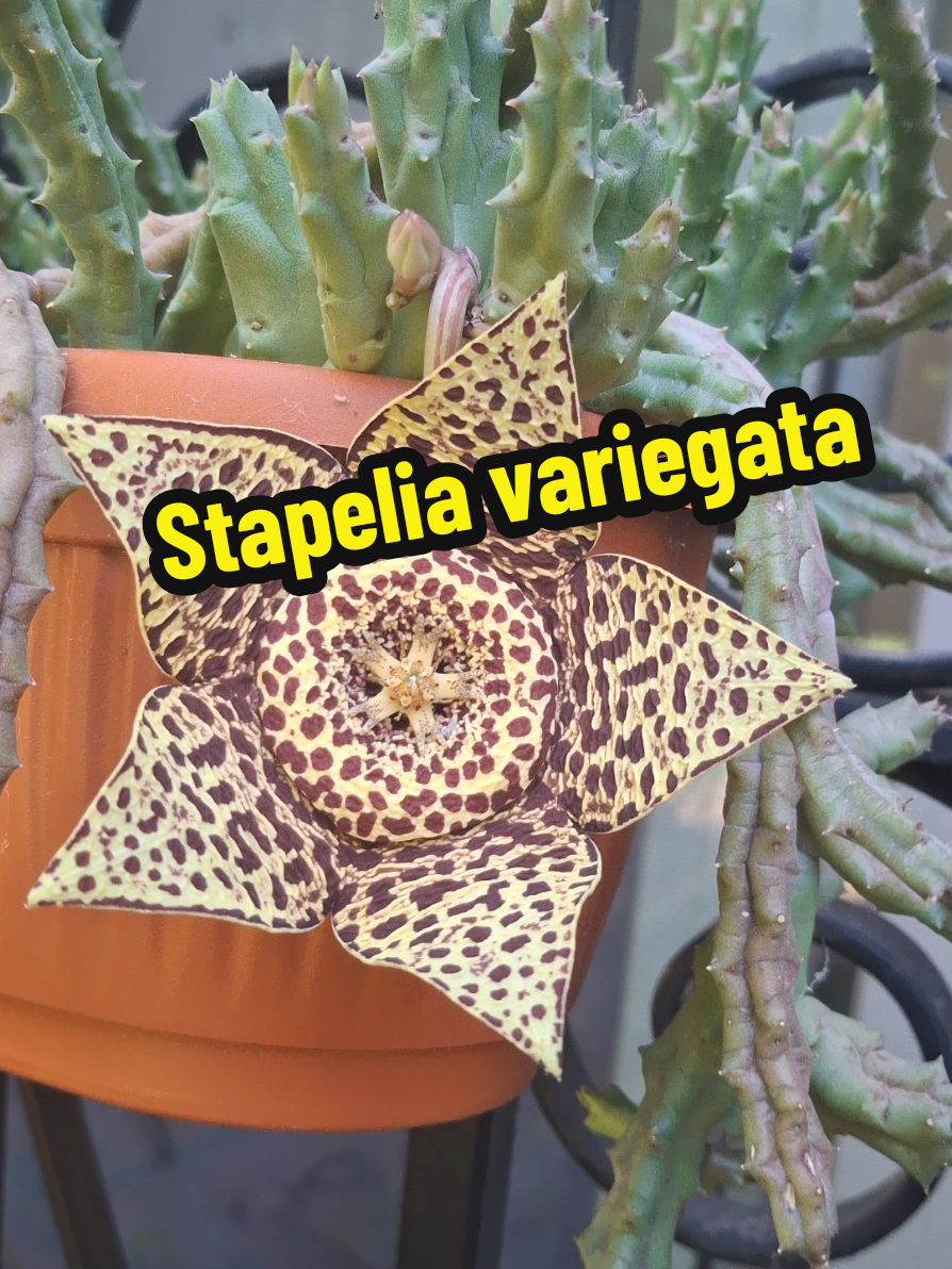 @Succulent_ninja