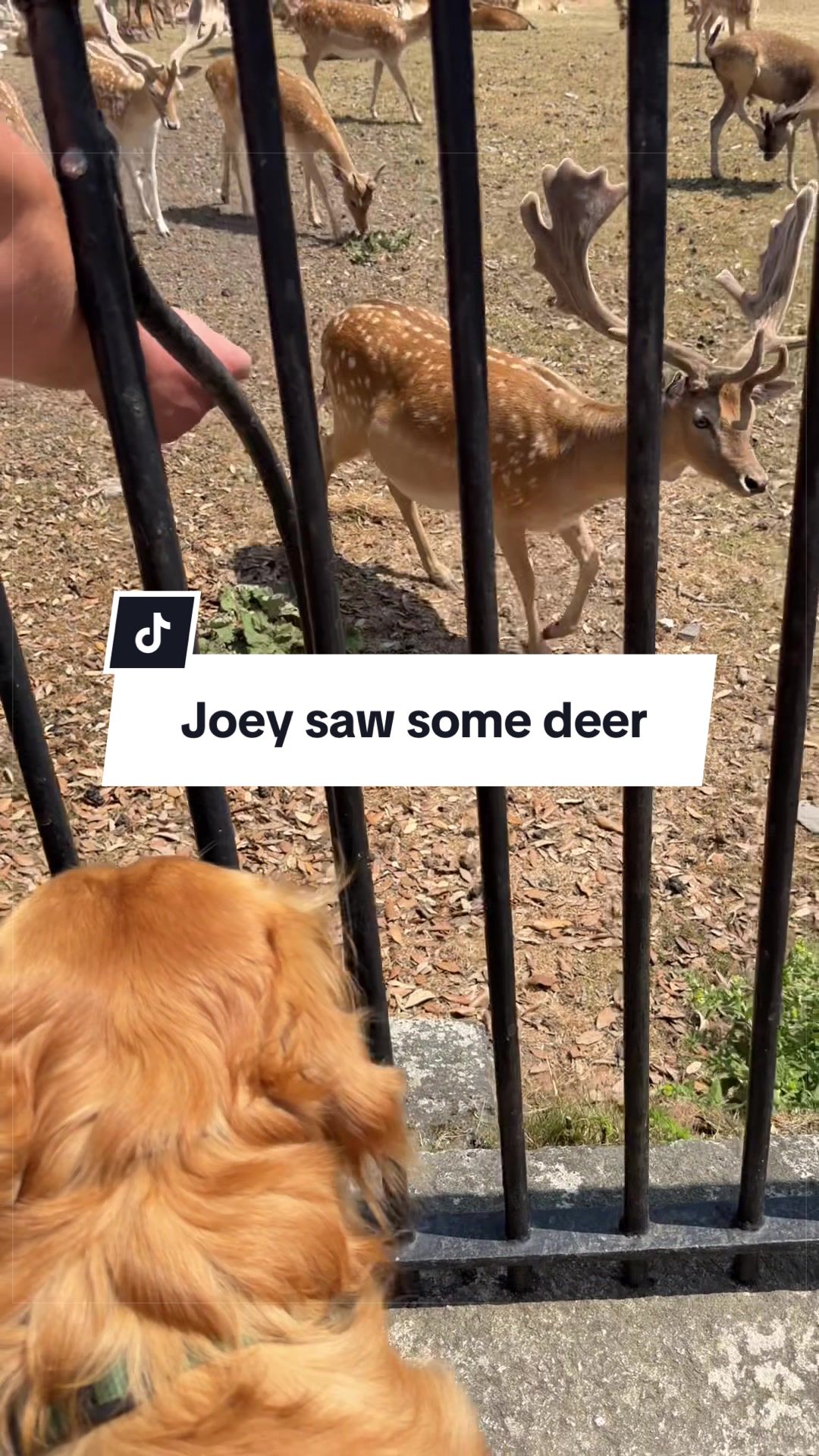 @Joey The Golden