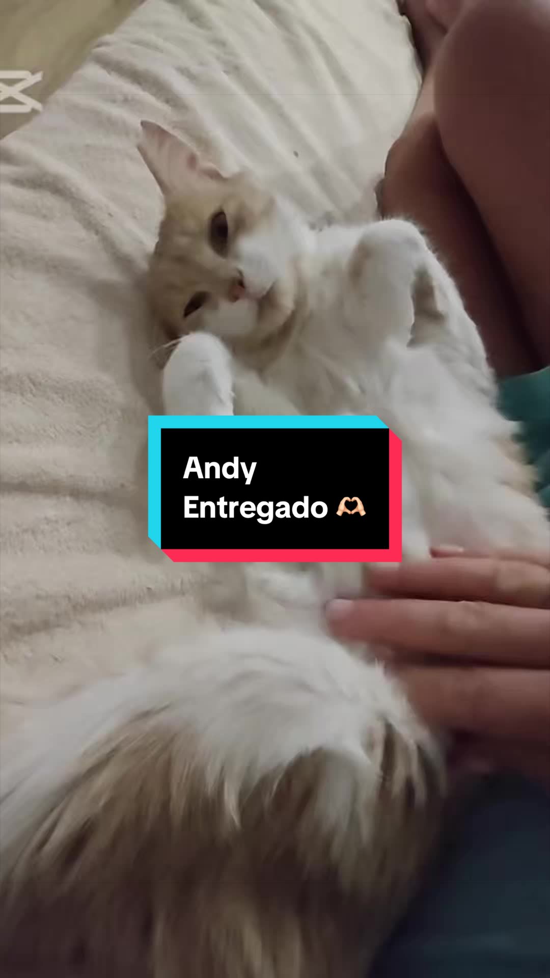 @enGatadas