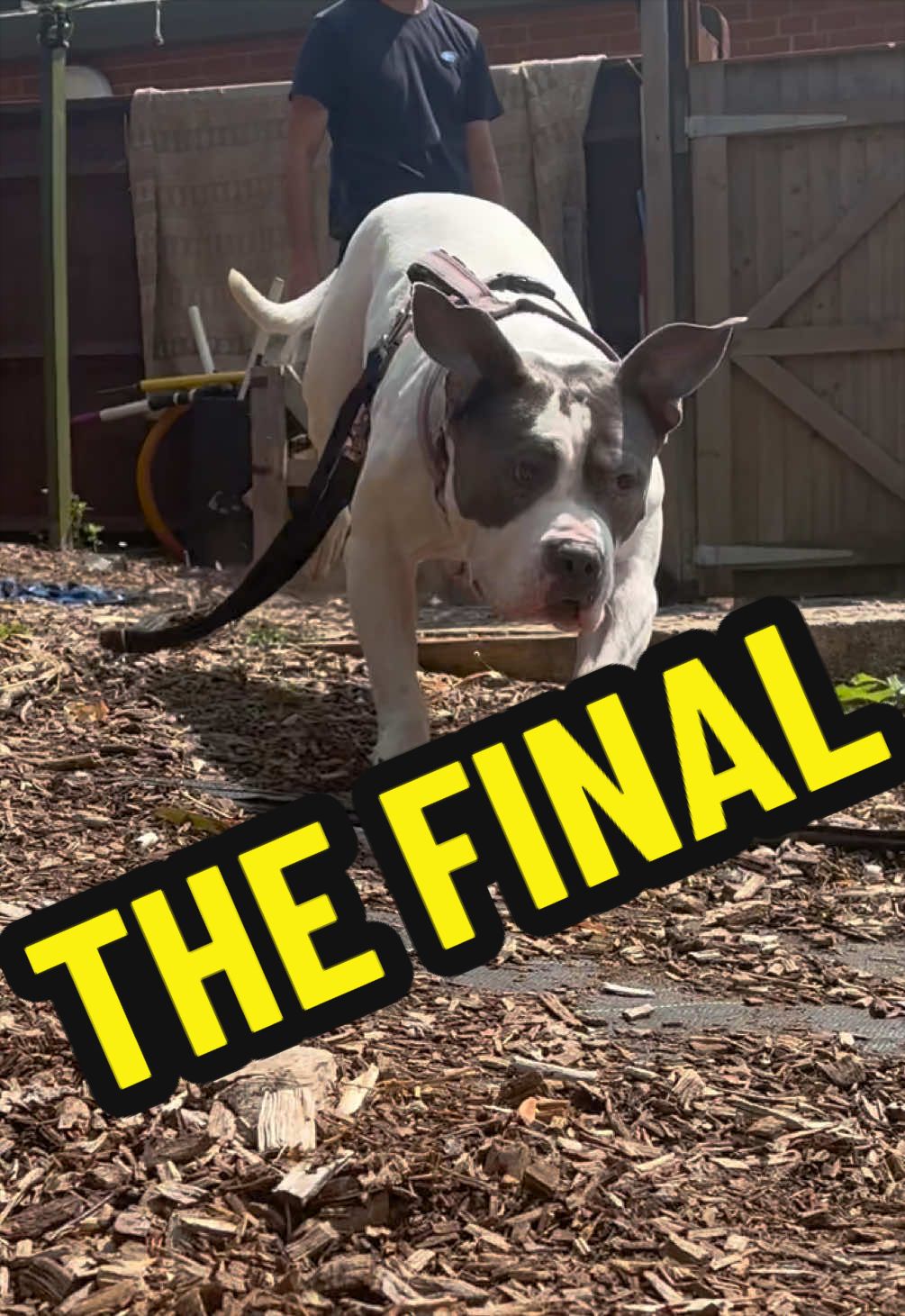 @RSPCA brighton